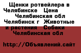 Щенки ротвейлера в Челябинске › Цена ­ 15 000 - Челябинская обл., Челябинск г. Животные и растения » Собаки   . Челябинская обл.